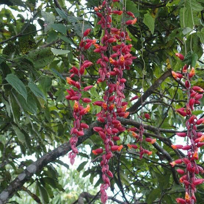 Thunbergia Coccinea vine Creeper