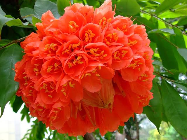 Brownea flowering tree