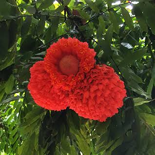 Brownea flowering tree