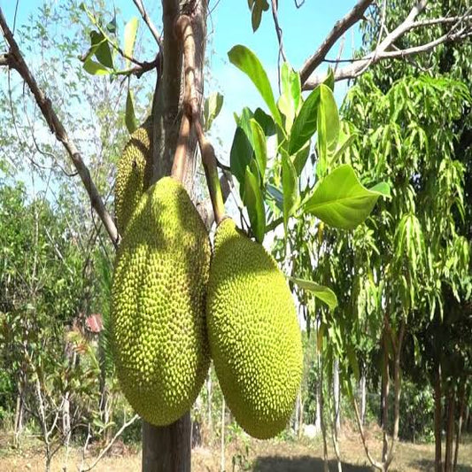 Kambodian/Cambodian Jackfruit Plant