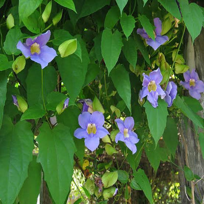 Thunbergia Grandiflora Vine