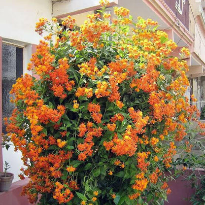 Mexican flame Vine( Creeper and Climbers)