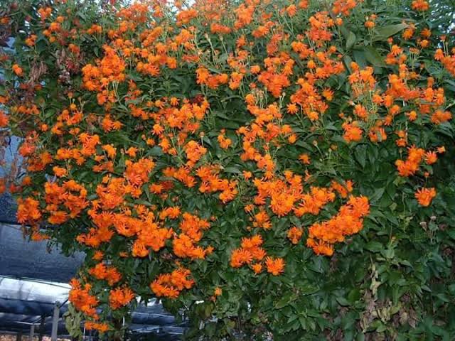 Mexican flame Vine