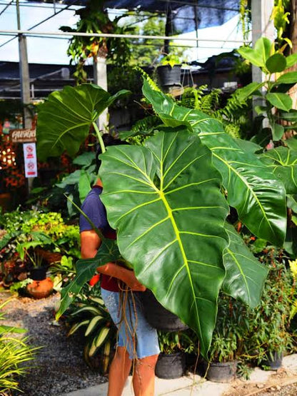 philodendron maximum for sale Maximum Philodendron plant – ASHIYANA STORE