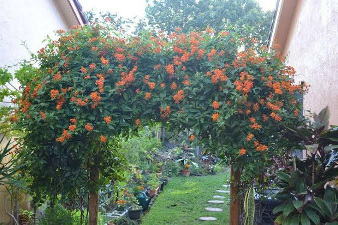 Mexican flame Vine( Creeper and Climbers)