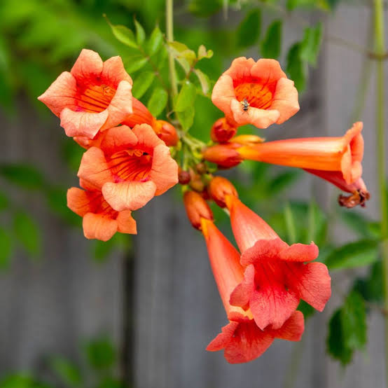 Trumpet Vine (Climber, creeper and Bel)