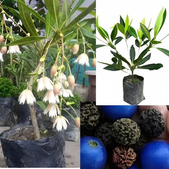 Eliocapus Grandiflora (Rudraksha plant)