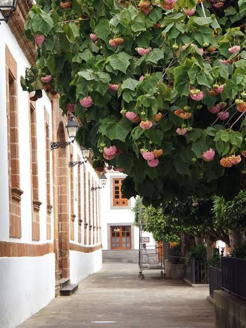 Dombeya plant (Shrub plant)