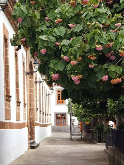 Dombeya plant (Shrub plant)