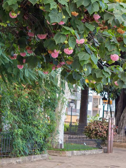 Dombeya plant (Shrub plant)