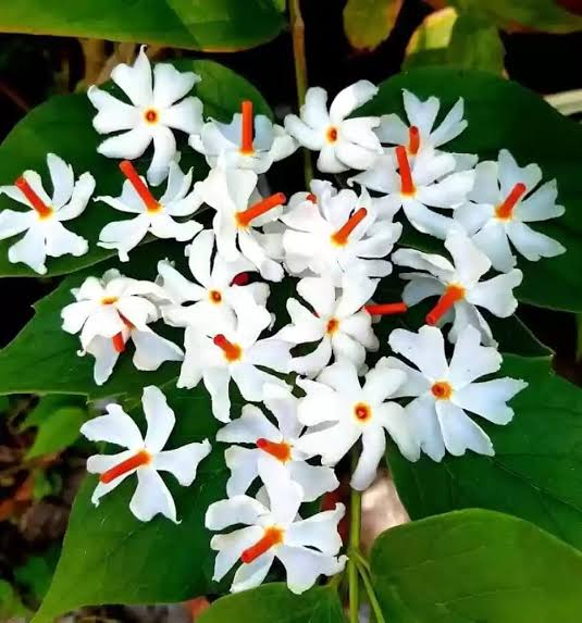 Shiuli Phool - Harsingar - Parijat Flower Plant(Shrub Plant)