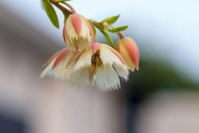 Elaeocarpus Grandiflorus (Rudraksha Plant) | Healthy Live Outdoor Plant