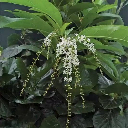 Parijatham Plant / Fiddlewood (Citharexylum spinosum) Flowering/Ornamental Live Plant (Home & Garden)