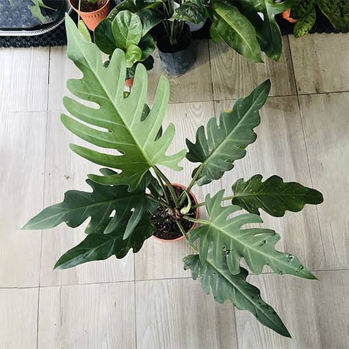 Philodendron Olympiad plant | Indoor plants