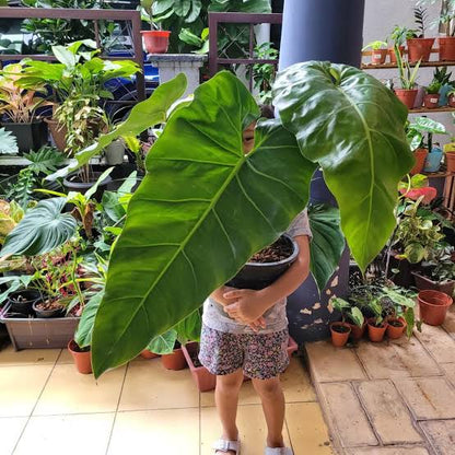 Maximum Philodendron plant