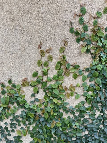 Chipkali Bel Climber & Creeper plant | Ficus Repens | Creeping Fig