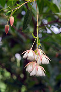 Elaeocarpus Grandiflorus | Fairy Petticoat Tree with Ornamental Flowers