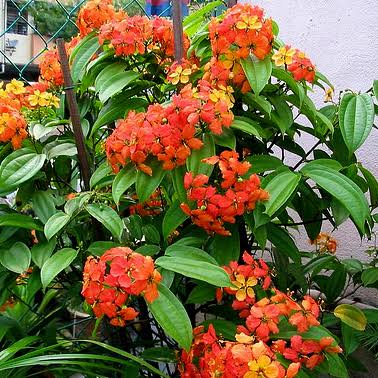 Bauhinia Coccinea vine