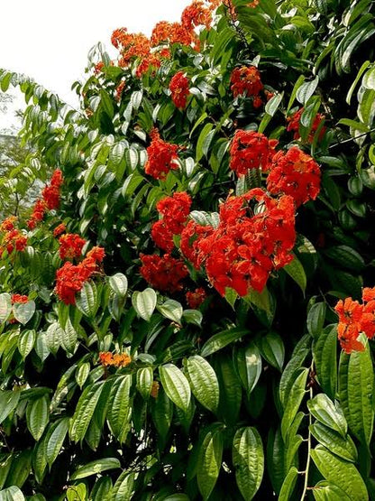 Bauhinia Coccinea vine