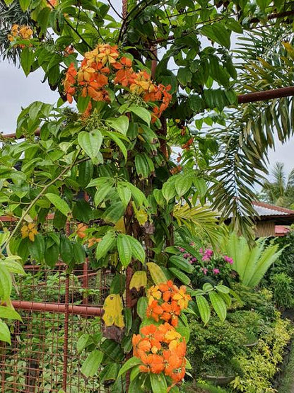 Bauhinia Coccinea vine