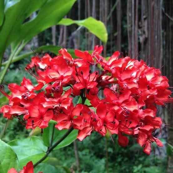 Flaming Glory plant