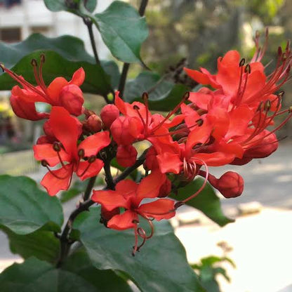 Flaming Glory plant