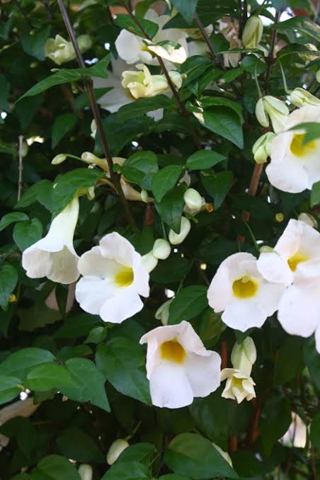 Thunbergia Erecta Alba Plant