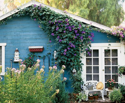 Morning Glory Vine