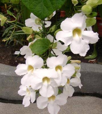 Thunbergia Erecta Alba Plant