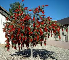 Bottle brush plant