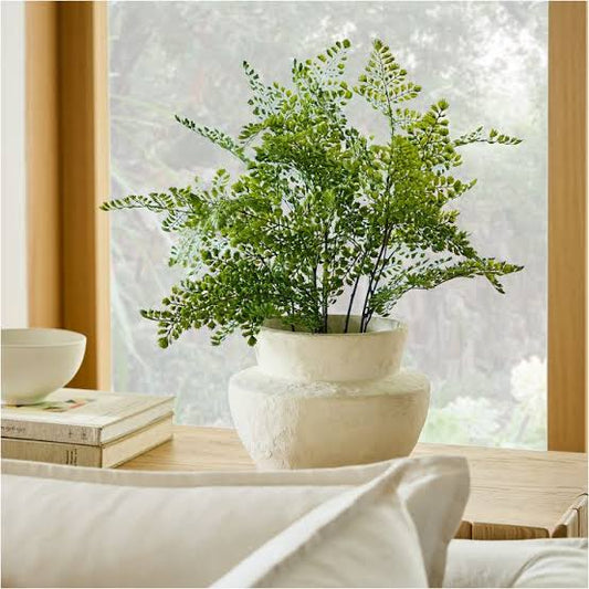 Maidenhair Fern