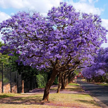 Jacaranda (Jacaranda Mimosifolia) Neel Mohar Live Plant