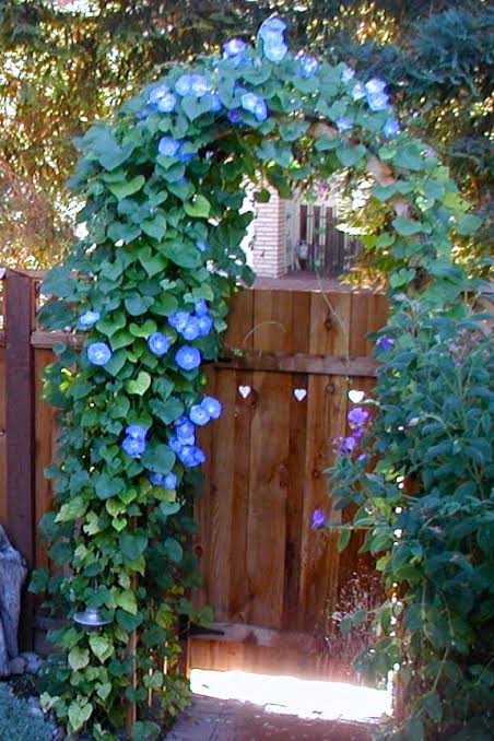 Morning Glory Creeper β Fast-Growing Flowering Vine | Live Climber Plant for Garden & Balcony
