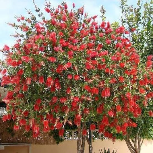 Bottle brush plant