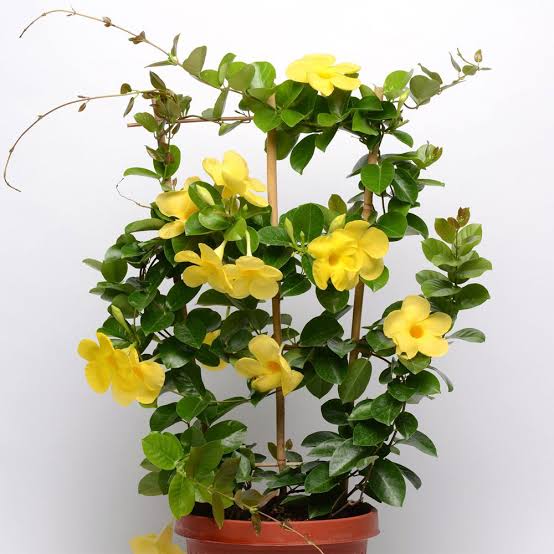 Mandeville yellow Plant