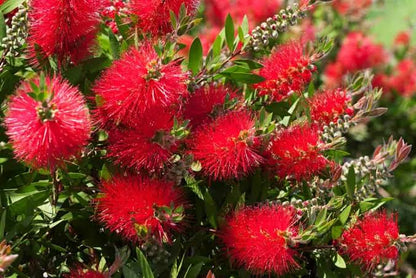 Bottle brush plant