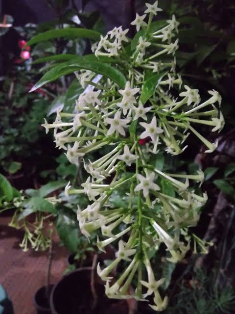 Night queen(white)jasmine plant - amezing Fragrance plant