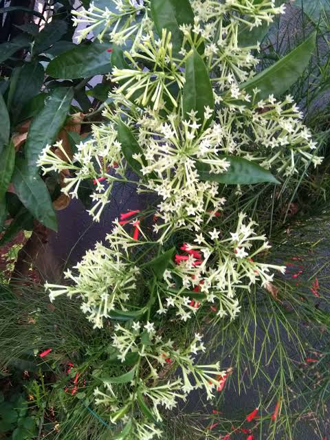 Night queen(white)jasmine plant - amezing Fragrance plant