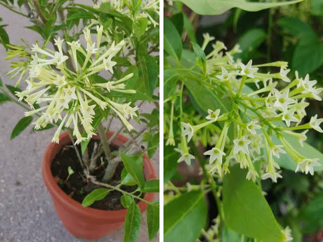 Night queen(white)jasmine plant - amezing Fragrance plant