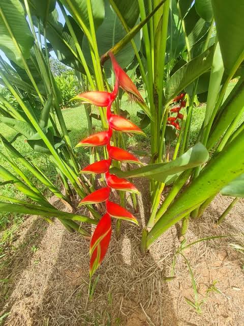 Hanging heliconia