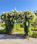Porana Paniculata | Mani Mulla Flowering Creeper | Indian Jasmine Vine