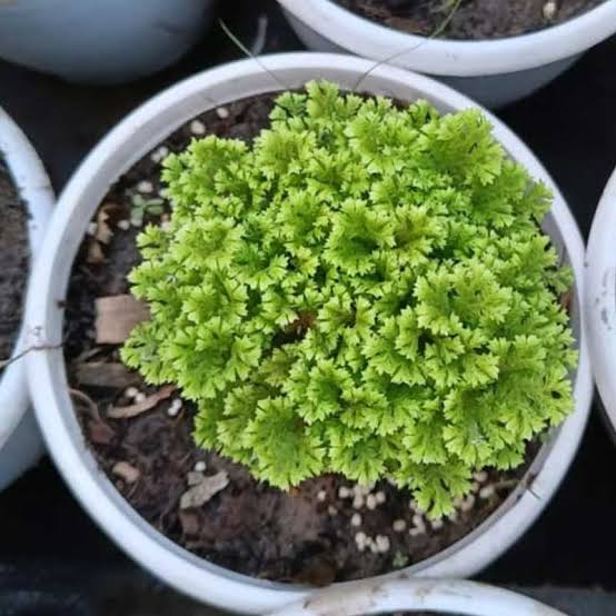 selaginella apoda, Coral Fern