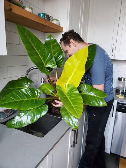 Philodendron - Golden Malinonni plant | Indoor plants