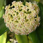 Hoya Globulasa