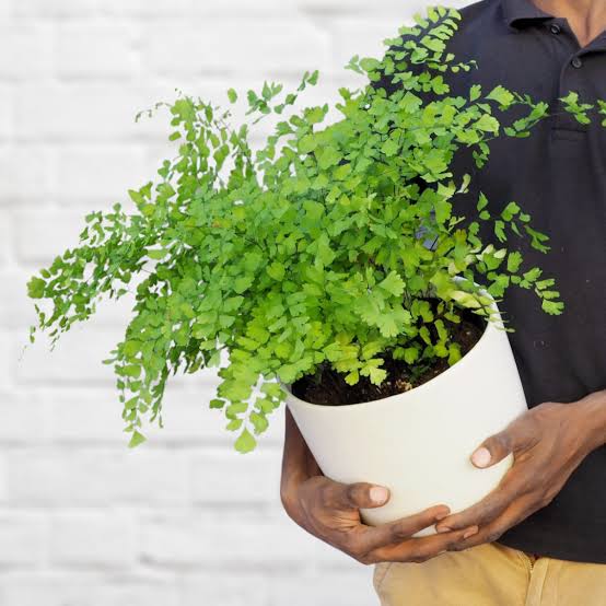 Maidenhair Fern