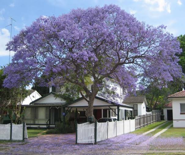 Jacaranda (Jacaranda Mimosifolia) Neel Mohar Live Plant