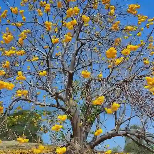 Buttercup Tree (Cochlospermum) Live Plant