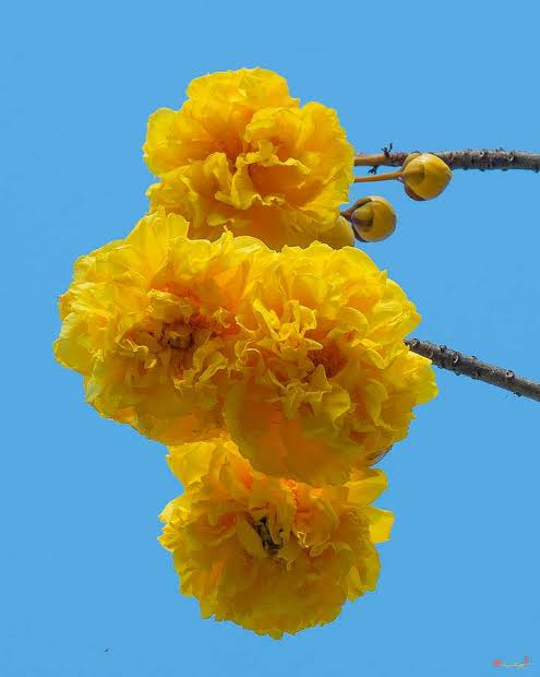 Buttercup Tree (Cochlospermum) Live Plant