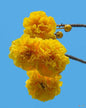 Buttercup Tree (Cochlospermum) Live Plant