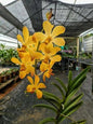 Mocara yellow